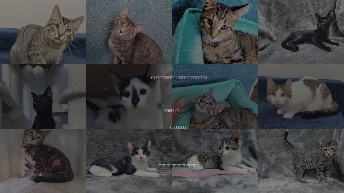 Cats for Adoption in Evanston, Illinois