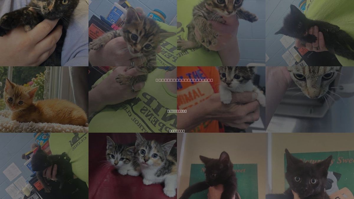 Cats for Adoption in Evansville, Indiana