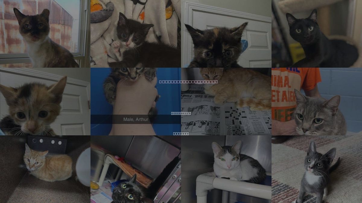 Cats for Adoption in Evansville, Indiana