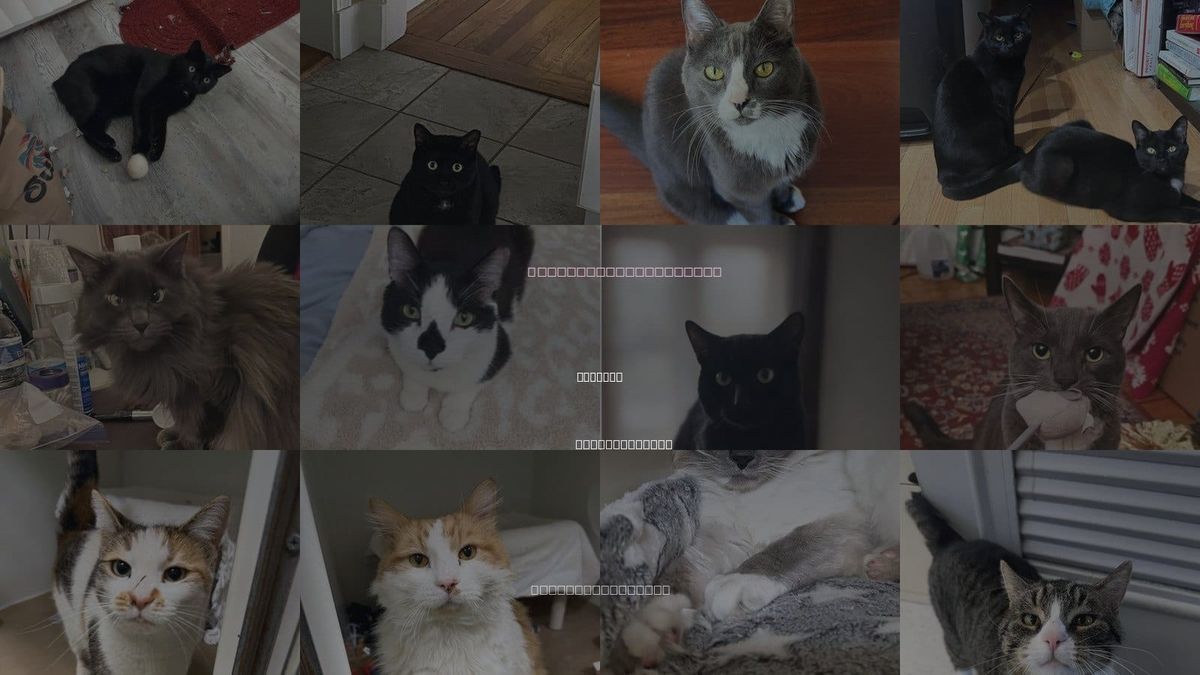 Cats for Adoption in Everett, Massachusetts