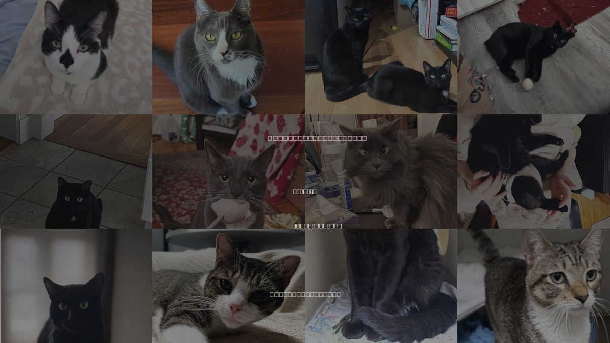 Cats for Adoption in Everett, Massachusetts