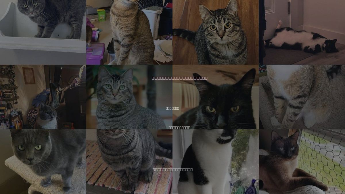 Cats for Adoption in Everett, Washington