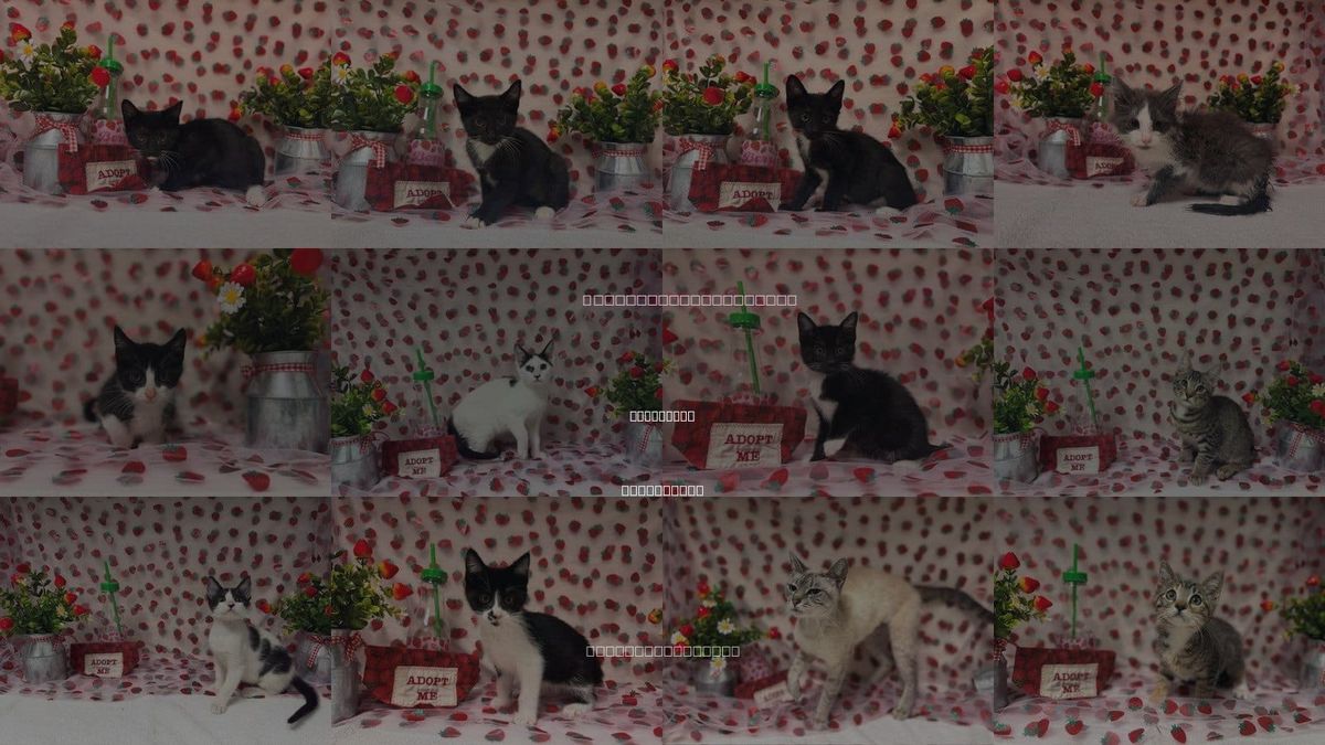 Cats for Adoption in Fairfield, California
