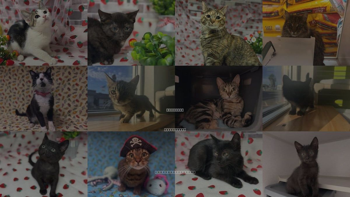 Cats for Adoption in Fairfield, California