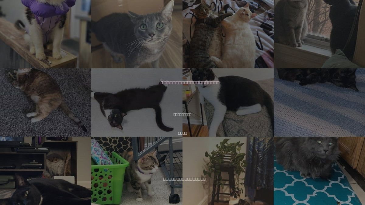 Cats for Adoption in Fairfield, Ohio