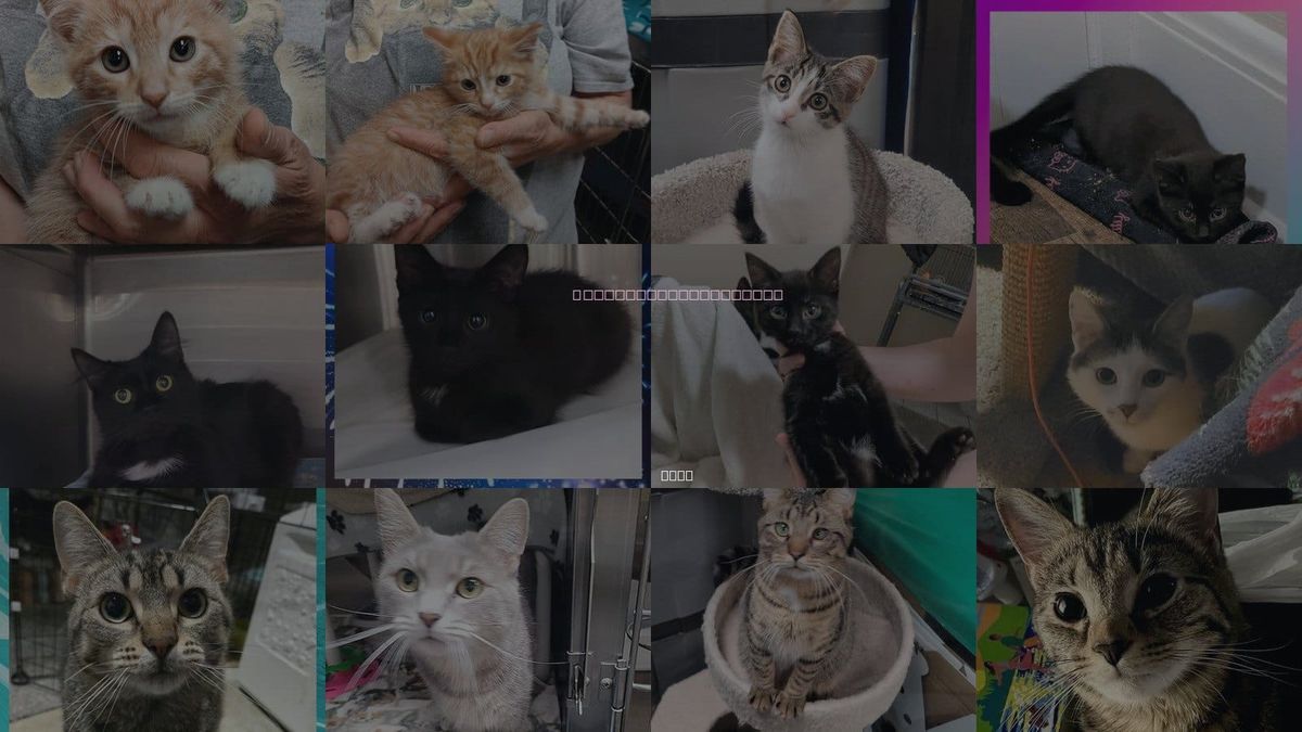 Cats for Adoption in Fairlawn, Ohio