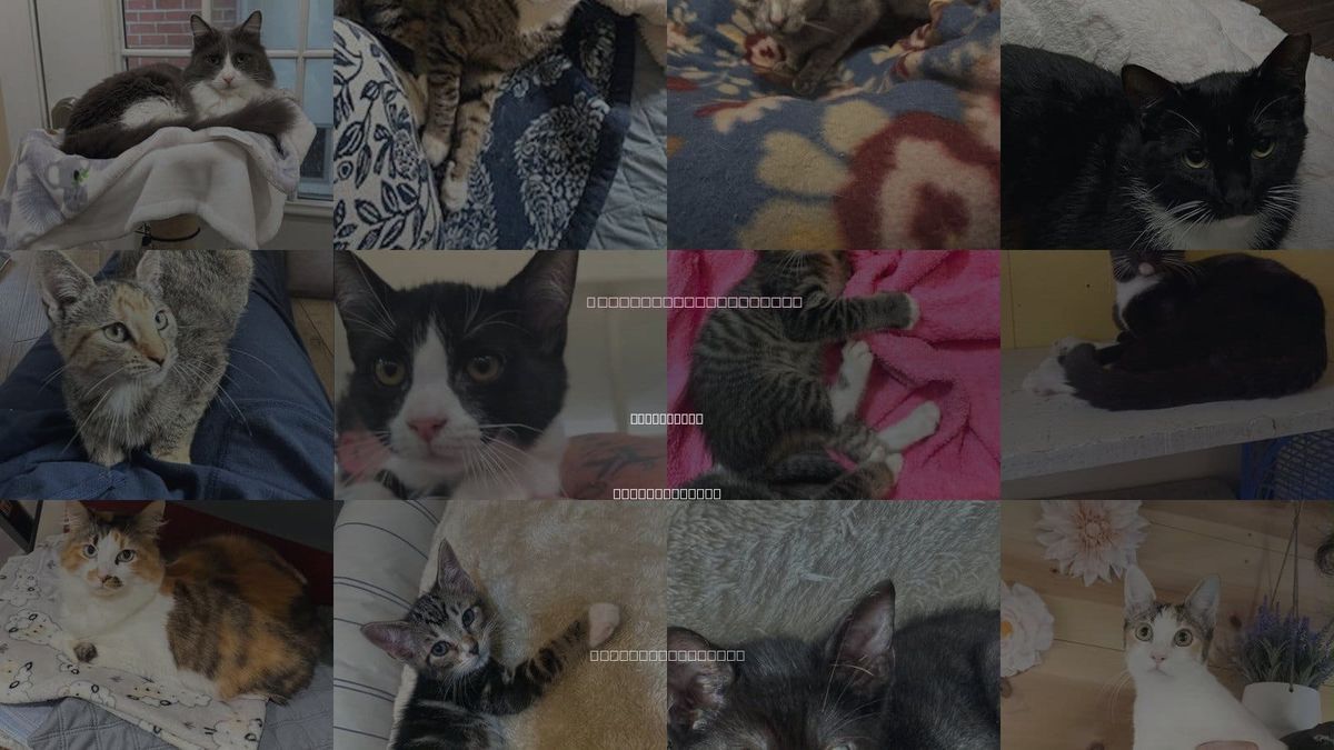 Cats for Adoption in Fall River, Massachusetts