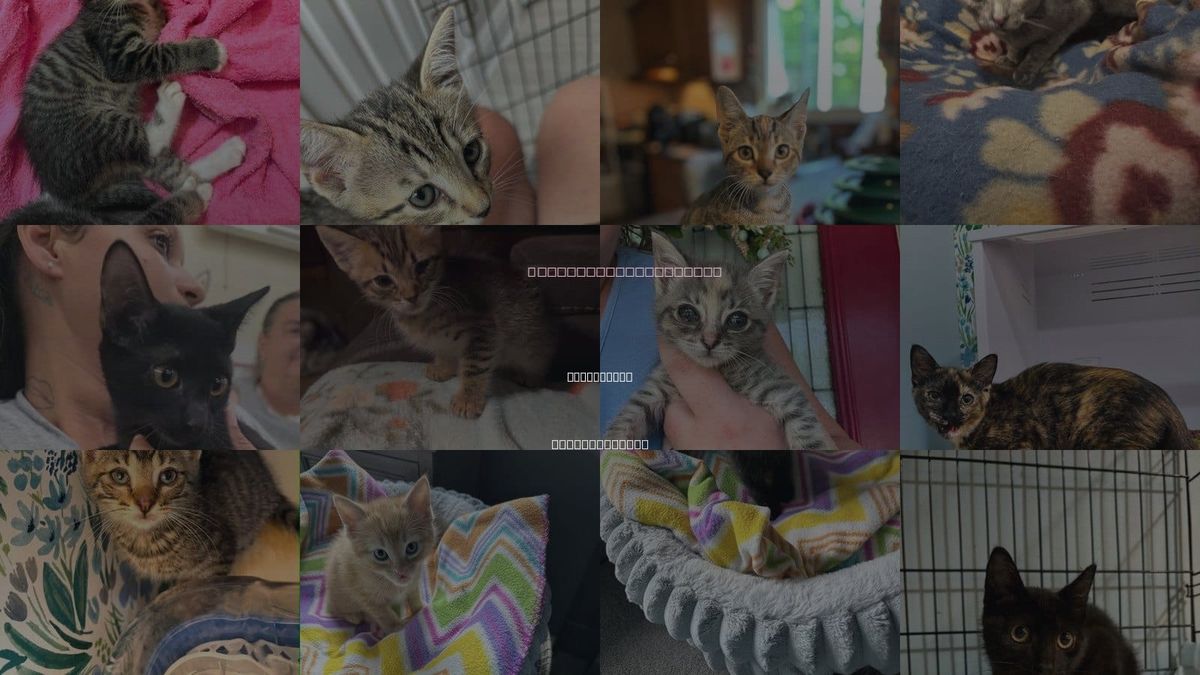 Cats for Adoption in Fall River, Massachusetts