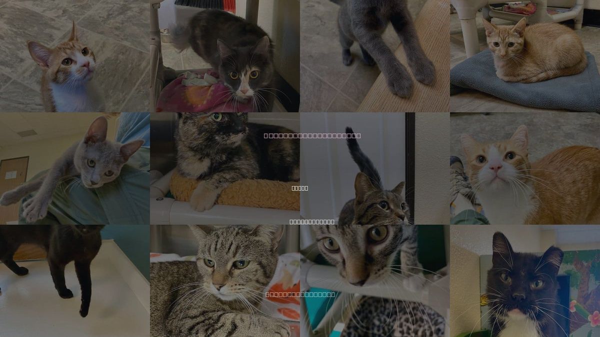Cats for Adoption in Fargo, North Dakota