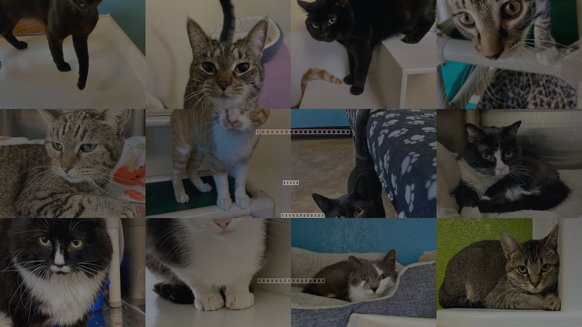 Cats for Adoption in Fargo, North Dakota