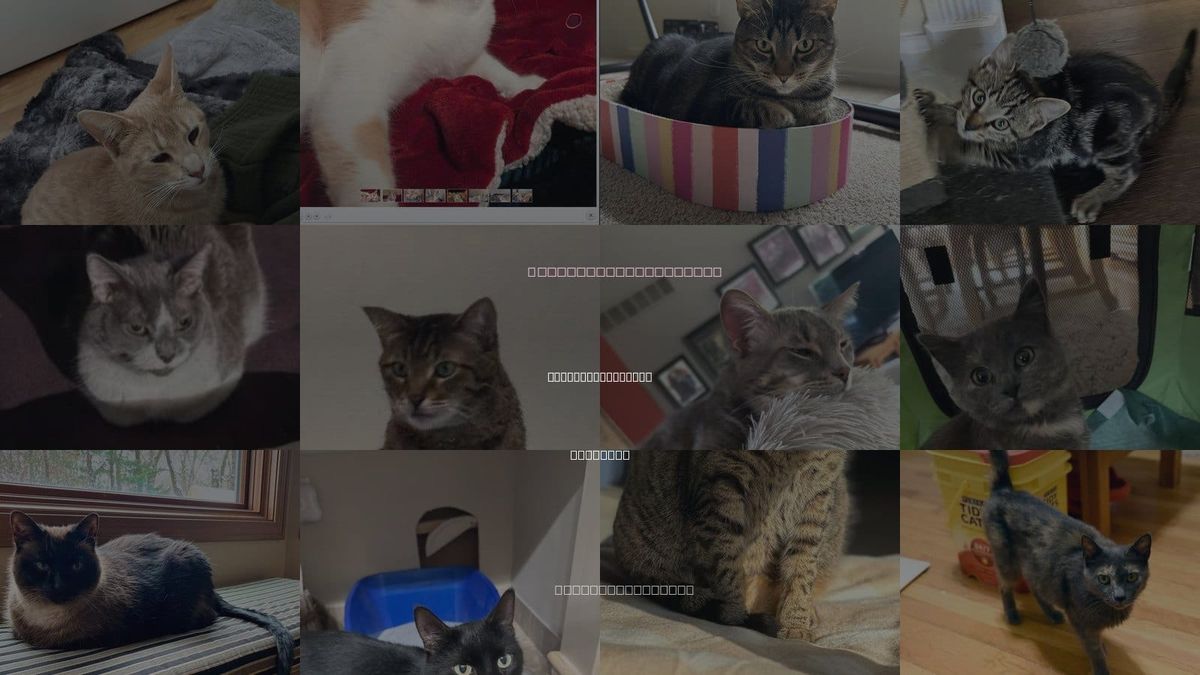 Cats for Adoption in Farmington Hills, Michigan