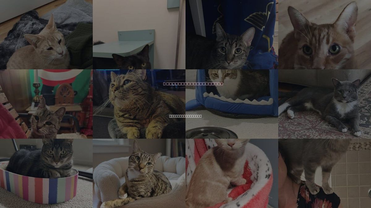 Cats for Adoption in Farmington Hills, Michigan