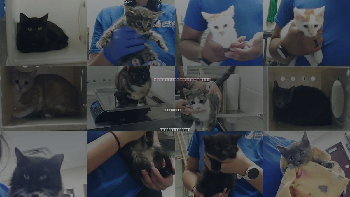 Cats for Adoption in Fayetteville, North Carolina