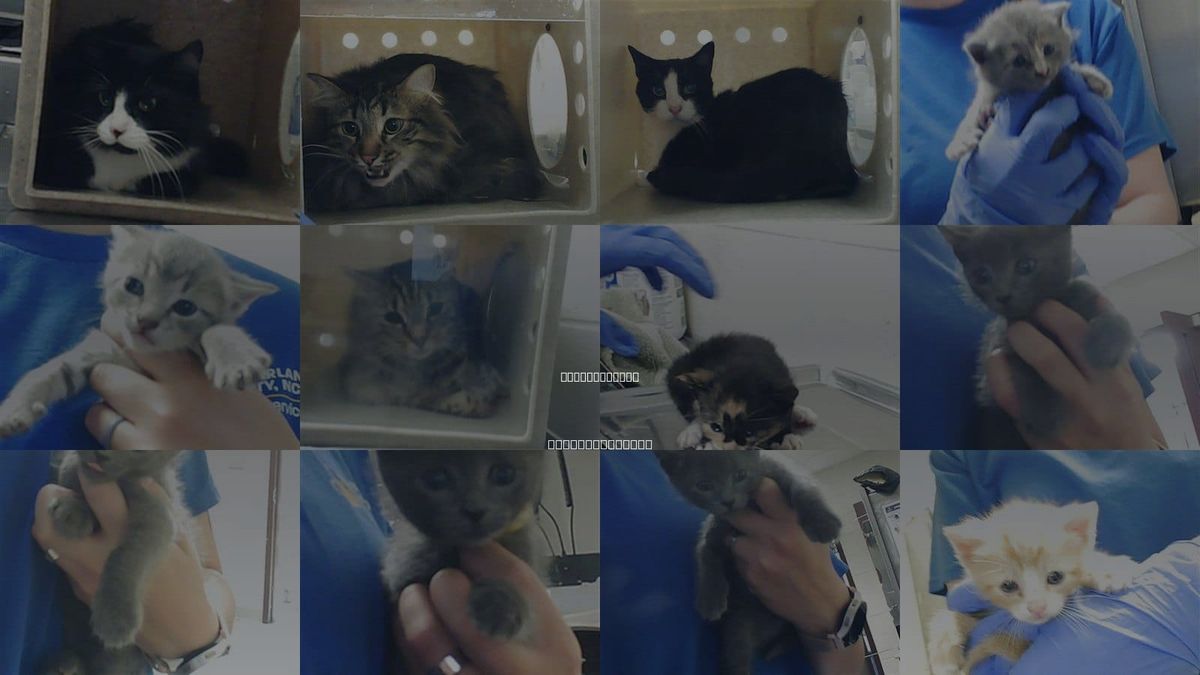 Cats for Adoption in Fayetteville, North Carolina
