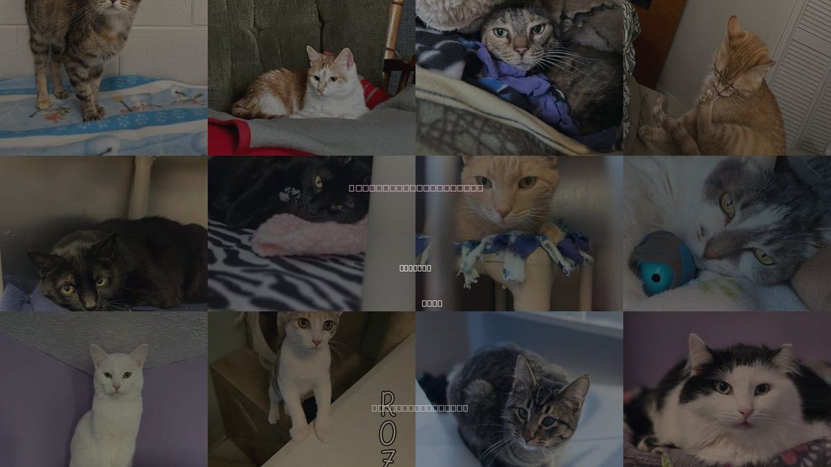 Cats for Adoption in Findlay, Ohio