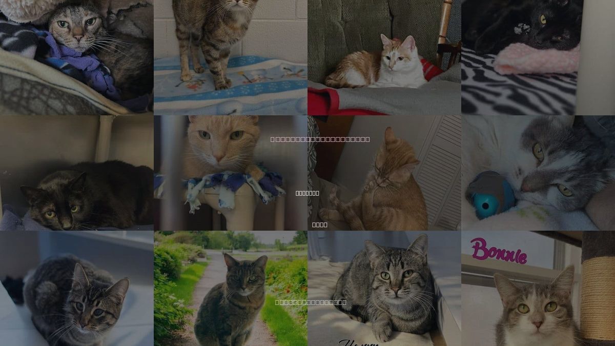 Cats for Adoption in Findlay, Ohio