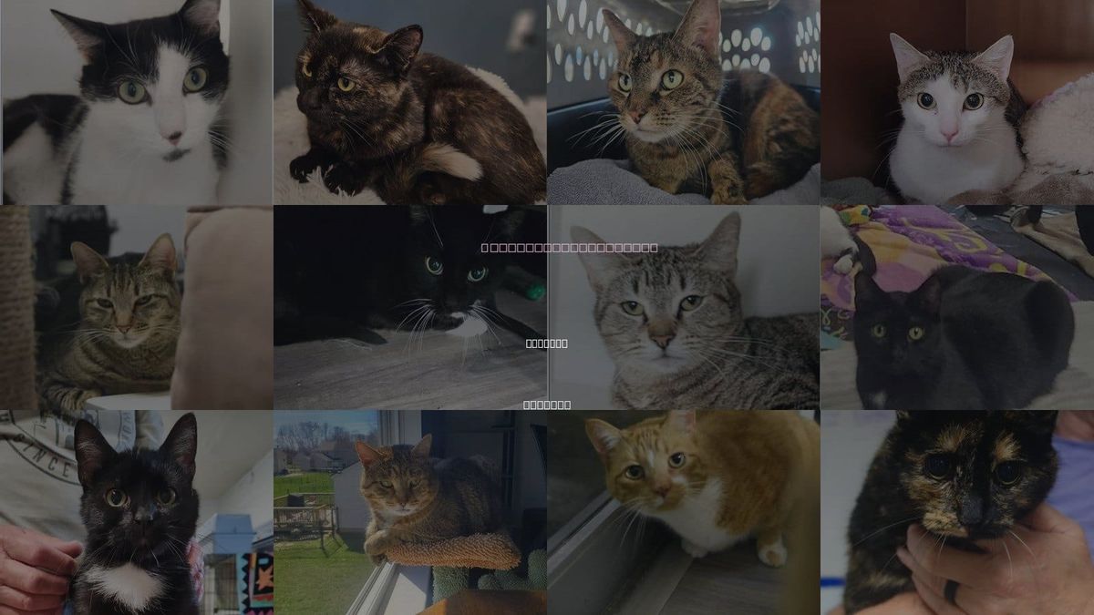Cats for Adoption in Fishers, Indiana