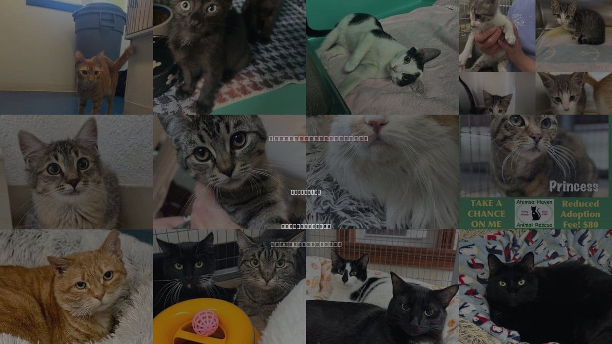 Cats for Adoption in Fitchburg, Massachusetts