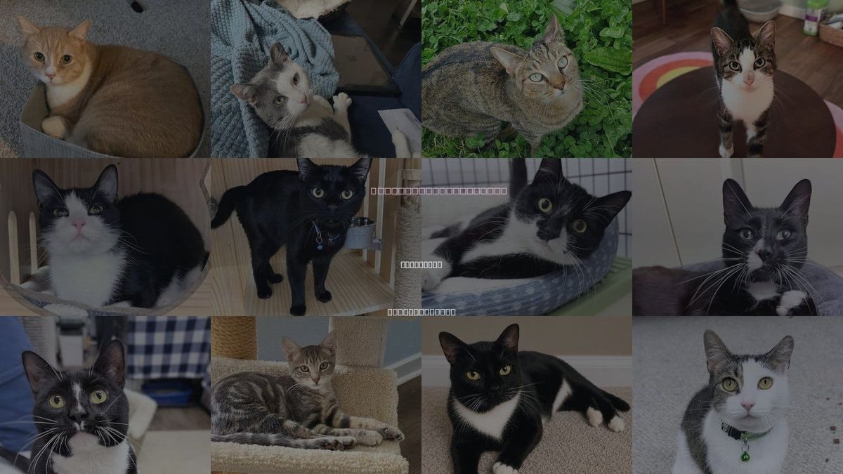 Cats for Adoption in Fitchburg, Massachusetts