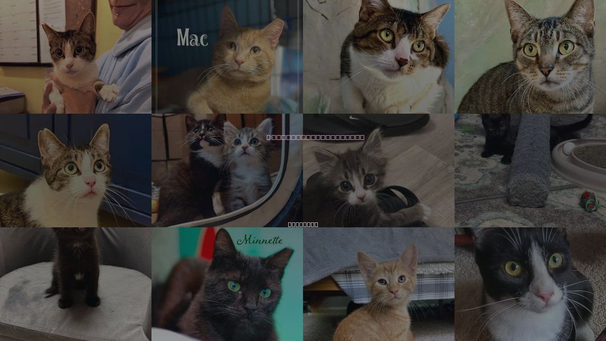 Cats for Adoption in Flint Hill, Virginia