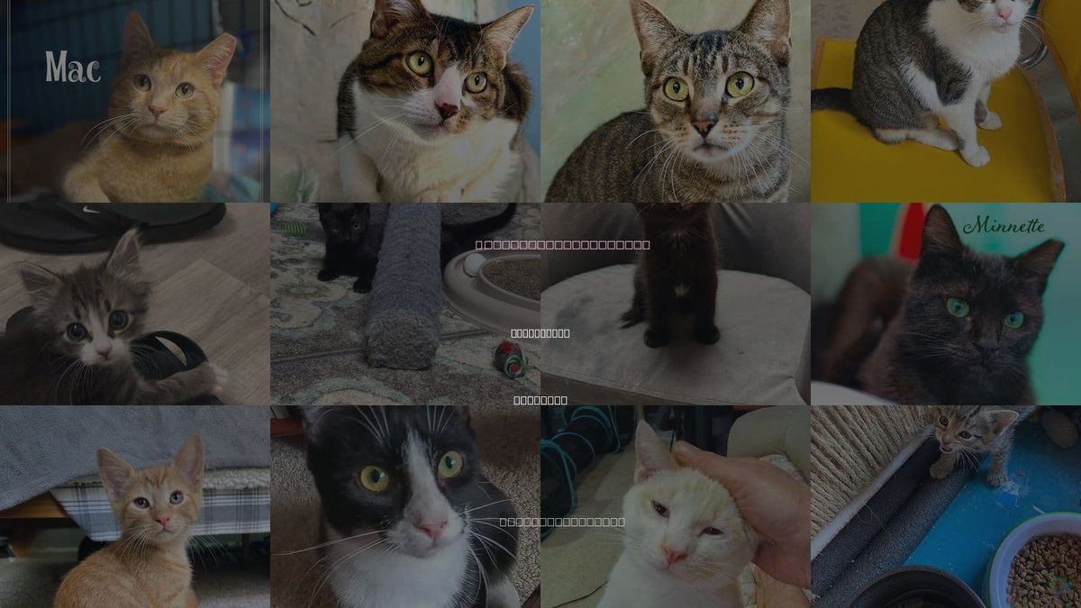 Cats for Adoption in Flint Hill, Virginia