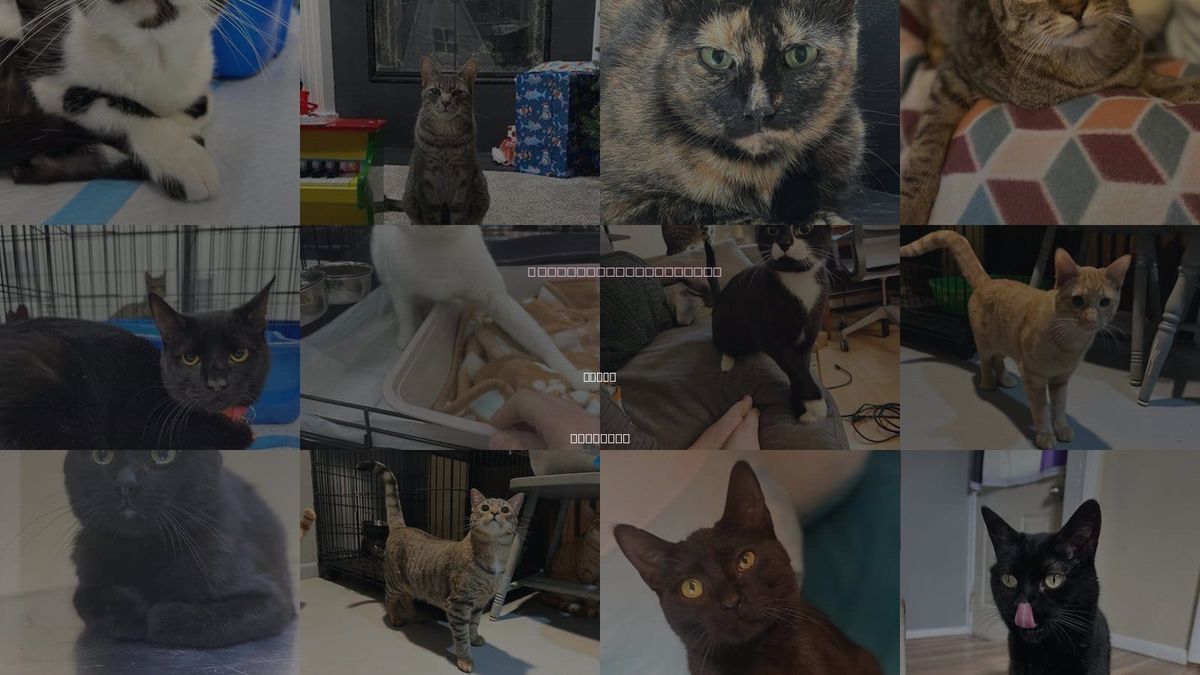 Cats for Adoption in Flint, Michigan