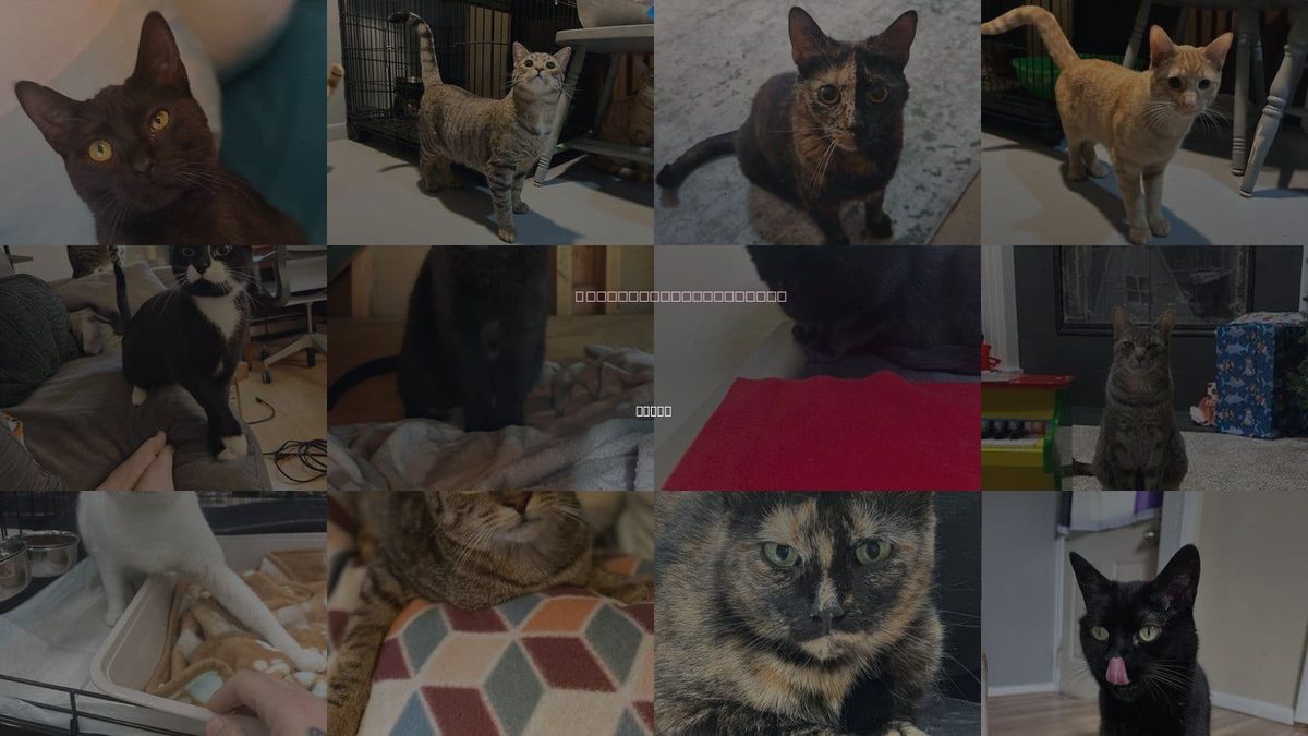 Cats for Adoption in Flint, Michigan