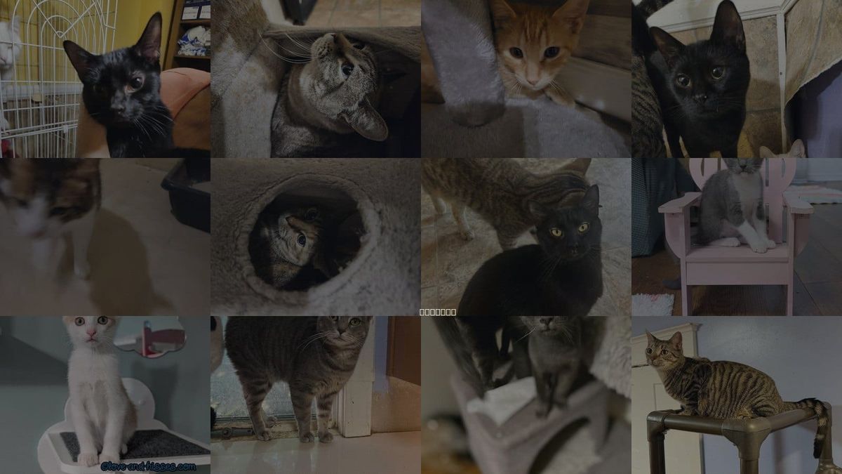 Cats for Adoption in Florence, Alabama