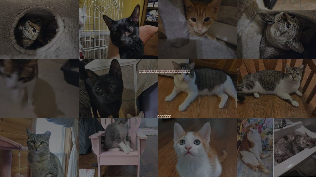 Cats for Adoption in Florence, Alabama