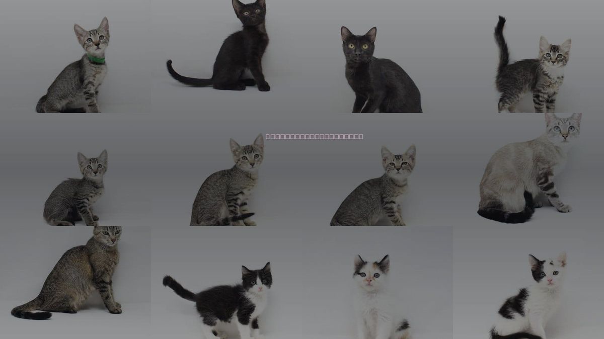 Cats for Adoption in Florence, Arizona