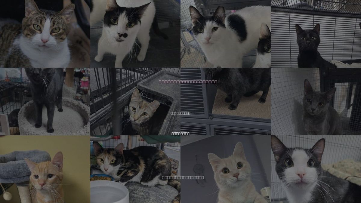 Cats for Adoption in Florissant, Missouri