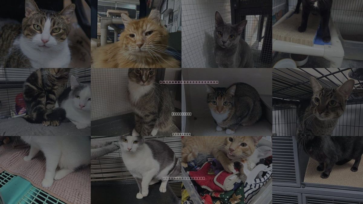 Cats for Adoption in Florissant, Missouri