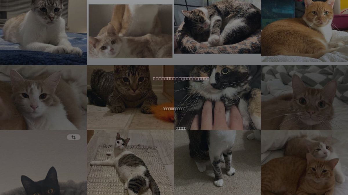 Cats for Adoption in Flower Mound, Texas