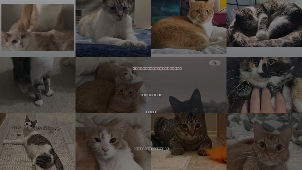 Cats for Adoption in Flower Mound, Texas