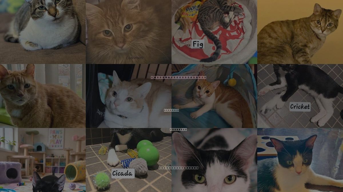 Cats for Adoption in Flushing, New York