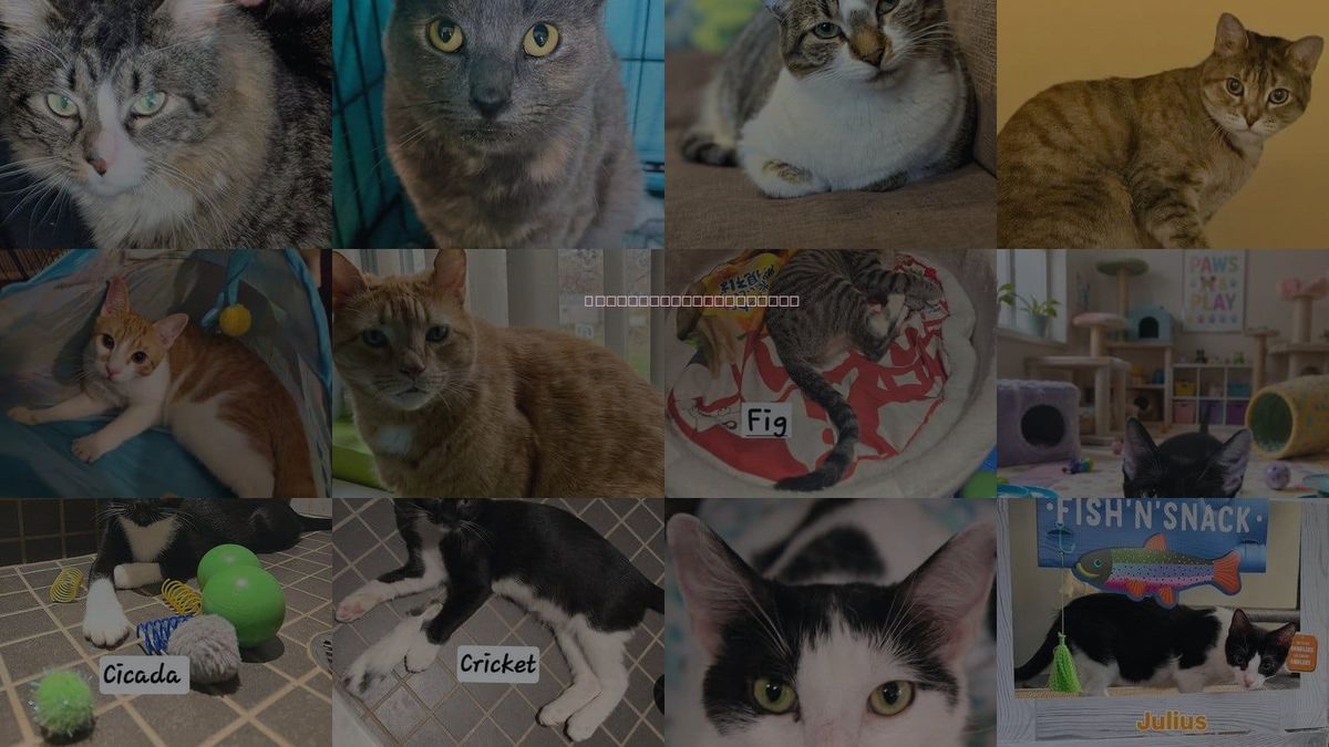 Cats for Adoption in Flushing, New York