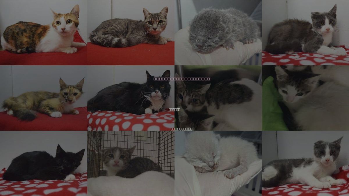 Cats for Adoption in Folsom, California
