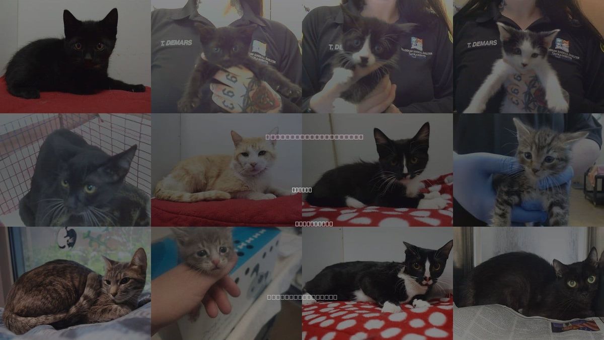 Cats for Adoption in Folsom, California