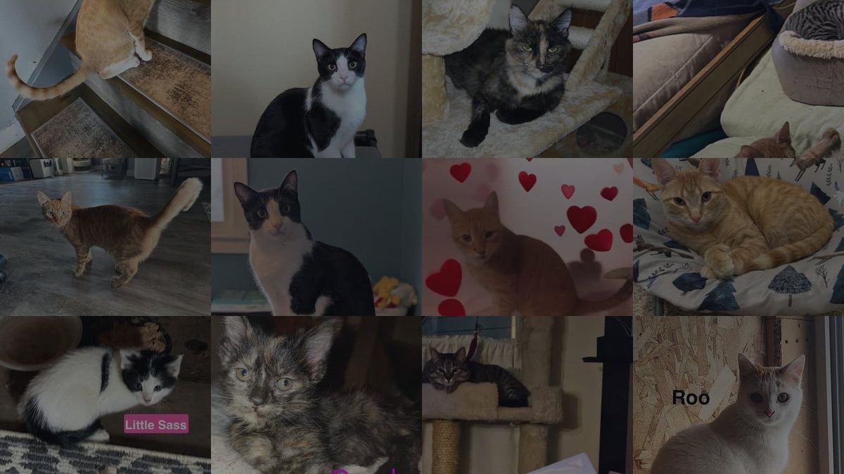 Cats for Adoption in Fond du Lac, Wisconsin