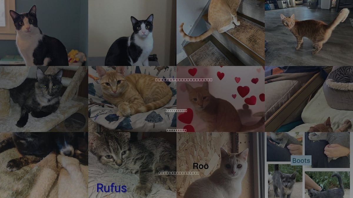 Cats for Adoption in Fond du Lac, Wisconsin