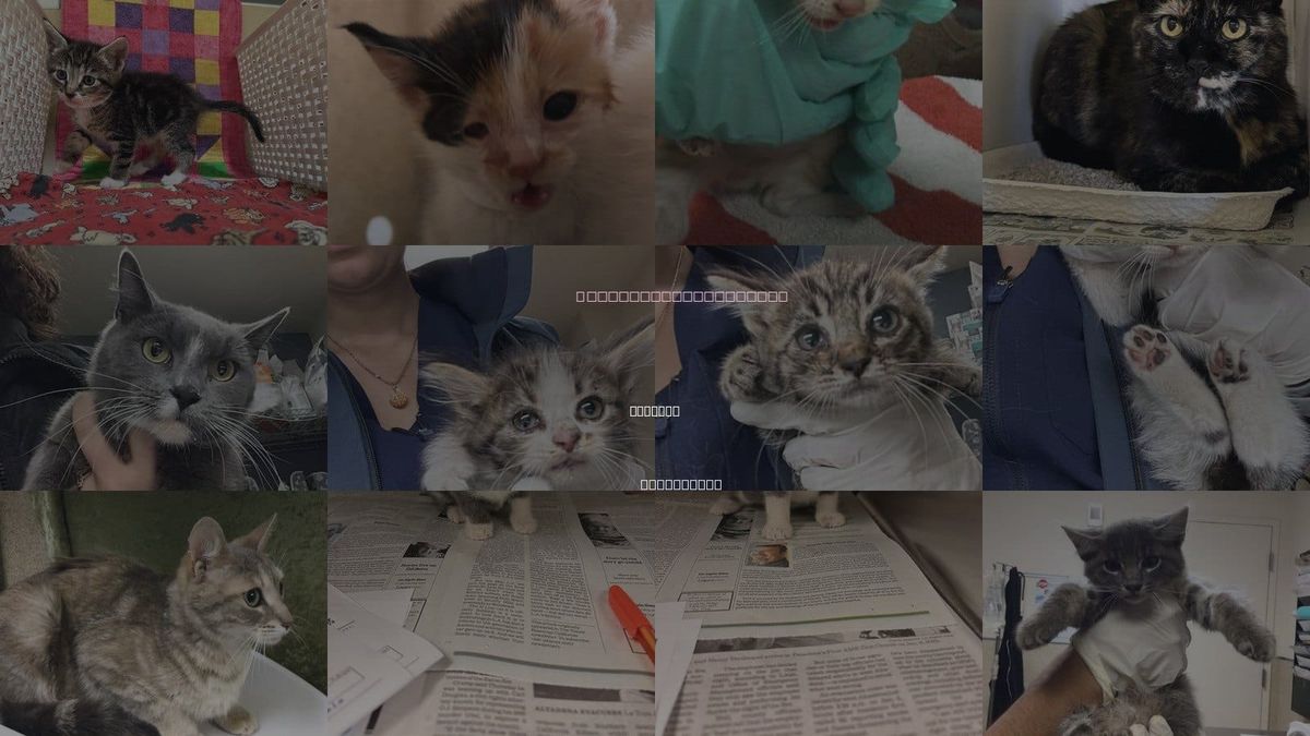 Cats for Adoption in Fontana, California