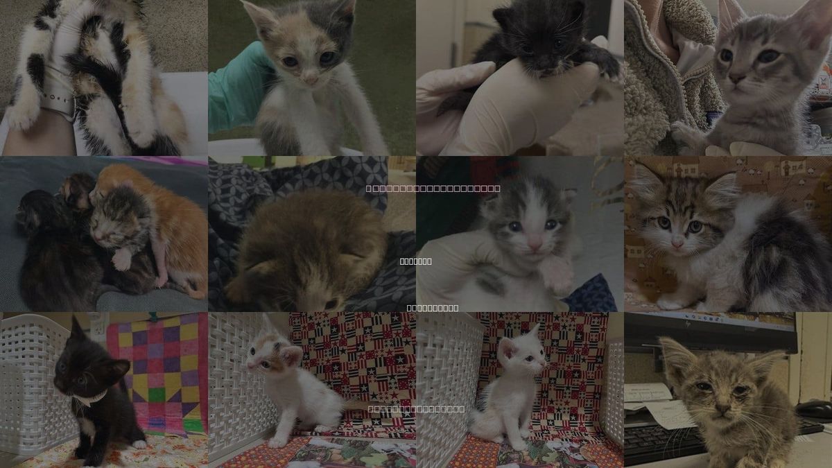 Cats for Adoption in Fontana, California