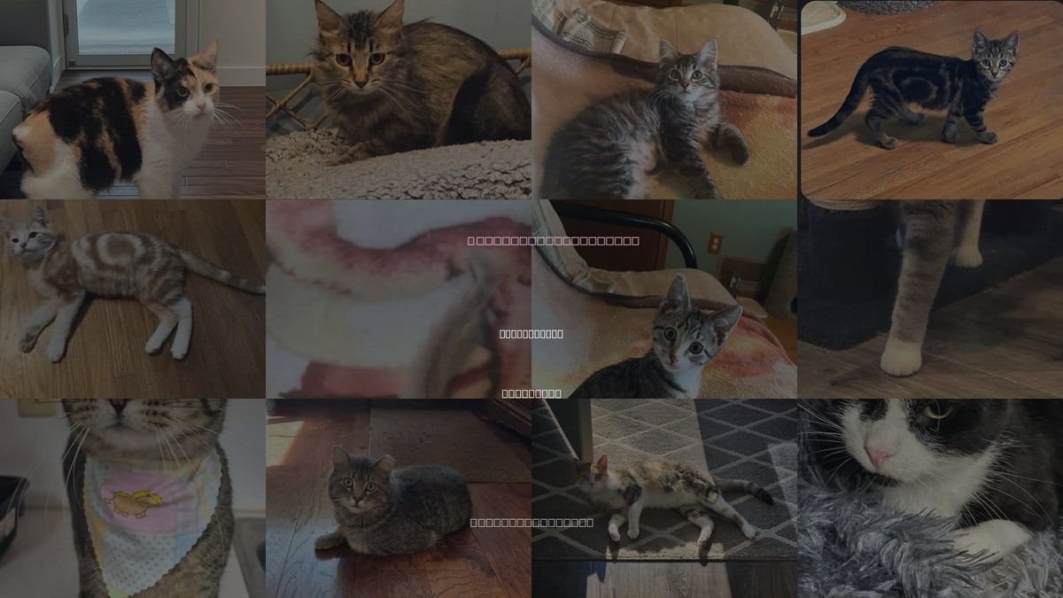 Cats for Adoption in Forest Lake, Minnesota