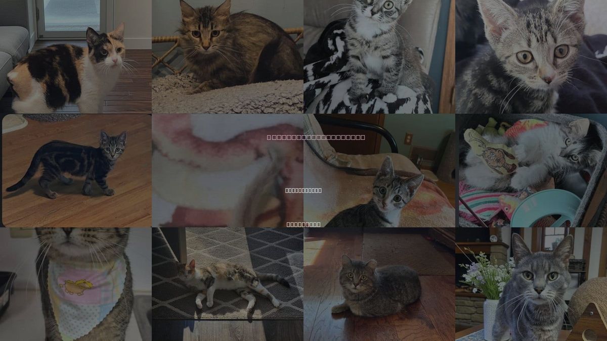 Cats for Adoption in Forest Lake, Minnesota