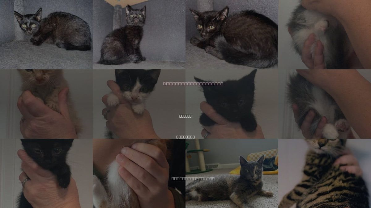 Cats for Adoption in Forest, Virginia
