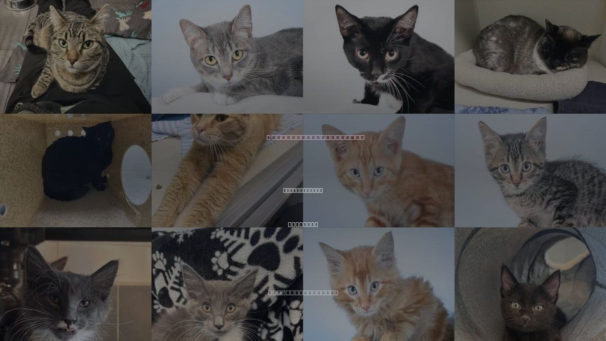 Cats for Adoption in Fort Collins, Colorado