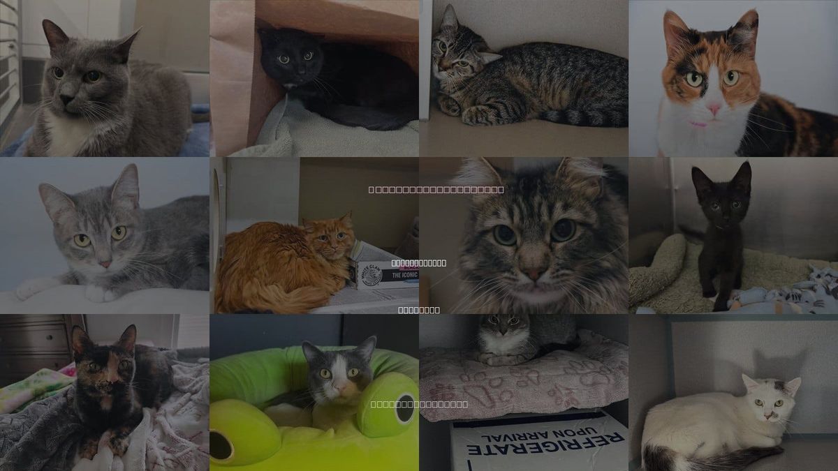 Cats for Adoption in Fort Collins, Colorado