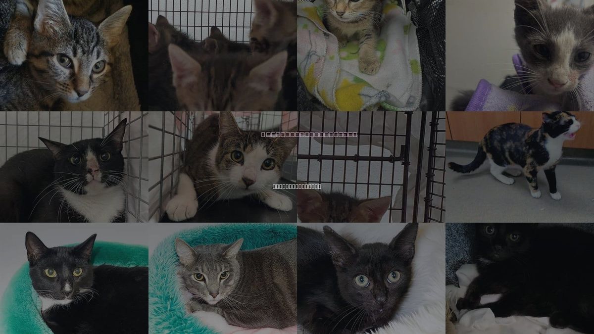 Cats for Adoption in Fort Lauderdale, Florida