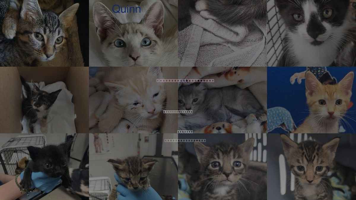 Cats for Adoption in Fort Lauderdale, Florida