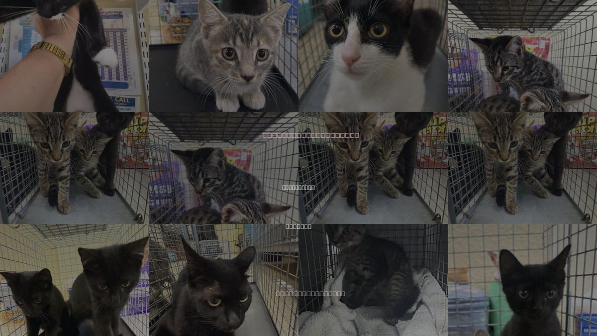 Cats for Adoption in Fort Myers, Florida